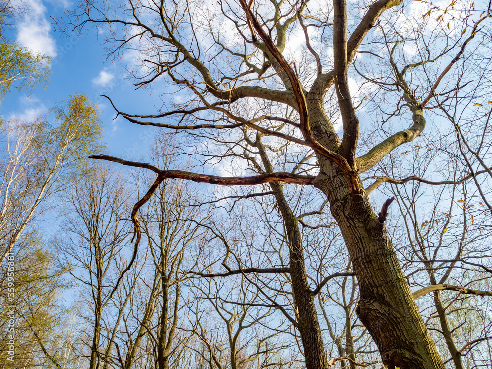 Upward view on the crowns and trunks of the trees in the spring. Blue sky with white clouds above. Mostly bare branches with new green leaves. Upward view on the crowns and trunks of the trees in the spring. Blue sky with white clouds above. Mostly bare branches with new green leaves.