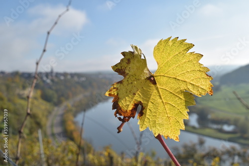 Weinblatt