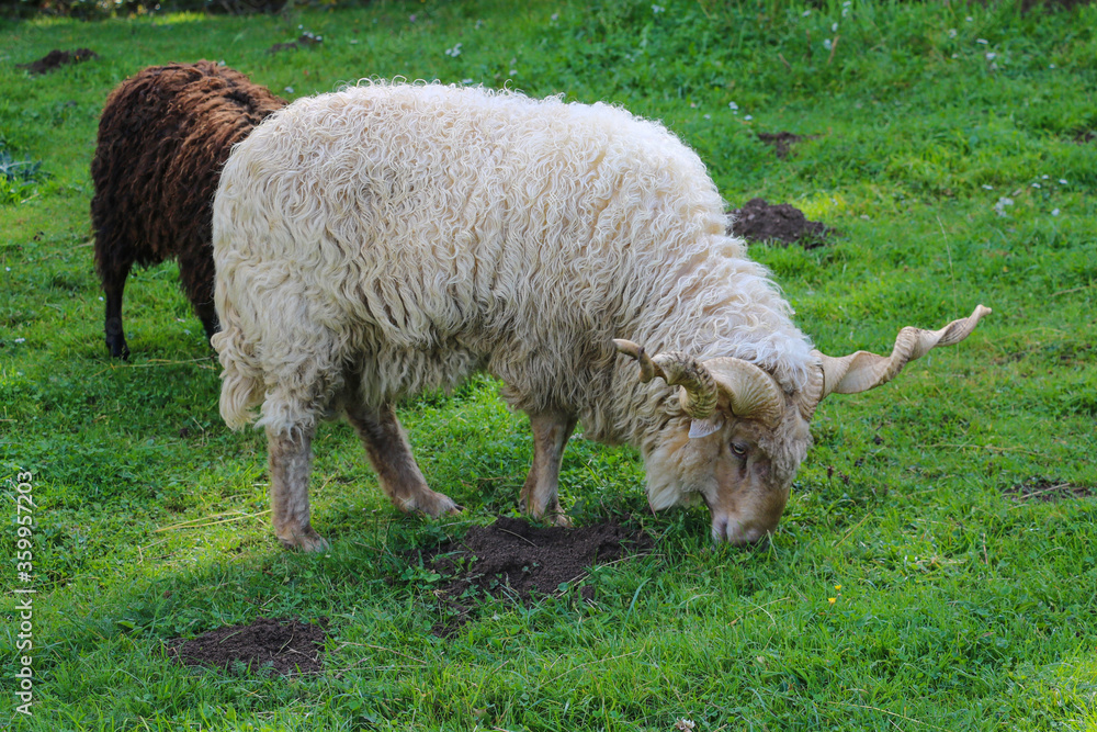 Spiral horned Racka eating grass. Selectibe focus. Spiral horned Racka eating grass. Selectibe focus.