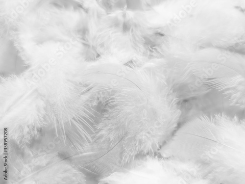 Beautiful abstract gray feathers on white background and soft white feather texture on white pattern and gray background, smooth feather background, black banners © Weerayuth