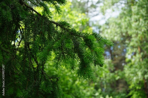 Nature background. Forest in the morning in spring. Fir branches on a blurred background of green forest.