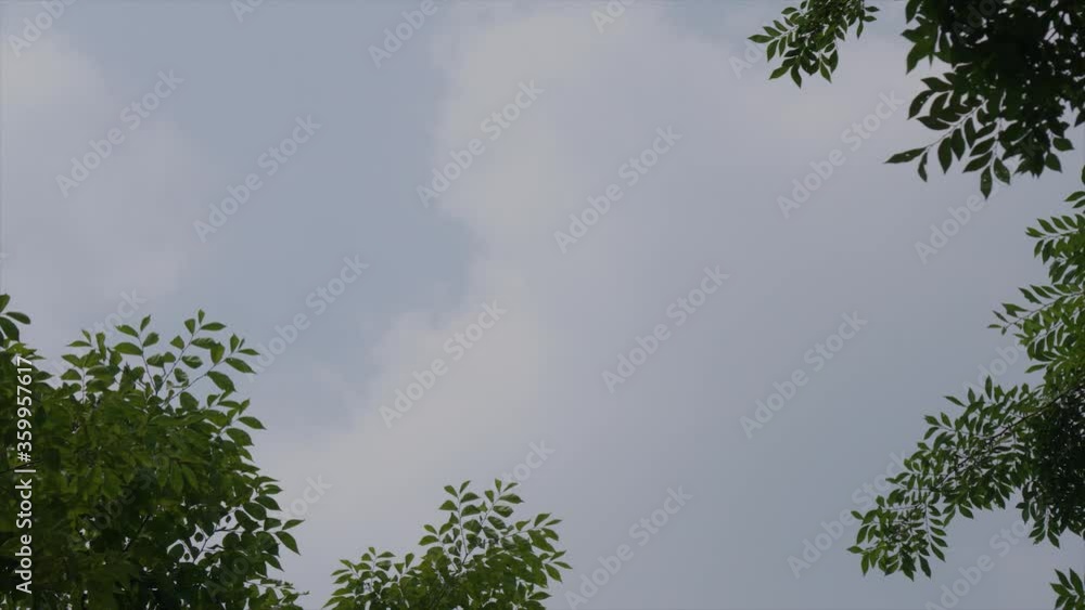 Time lapse : White clouds are moving fast in the sky that appears to be between trees. Time lapse : White clouds are moving fast in the sky that appears to be between trees.