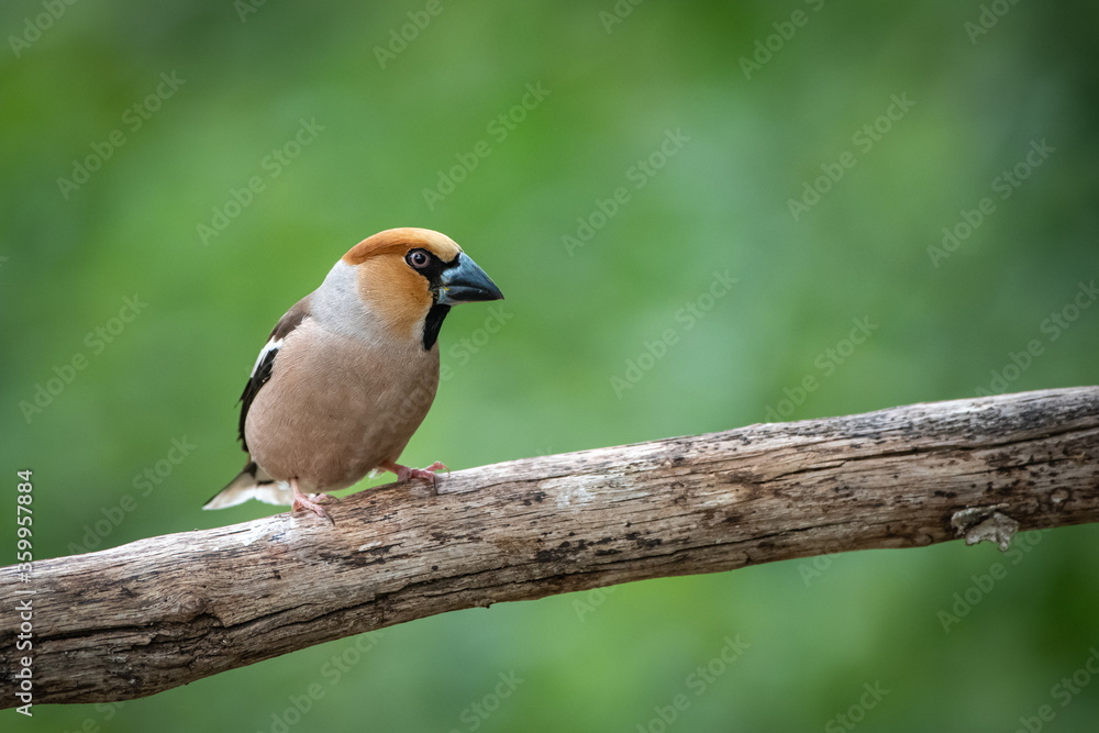Kernbeißer - Coccothraustes Kernbeißer - Coccothraustes