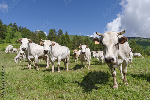 Cows with livestock tags standing on field, Italy © Dmytro Surkov