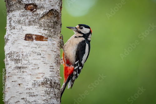 Buntspecht - Dendrocopos major