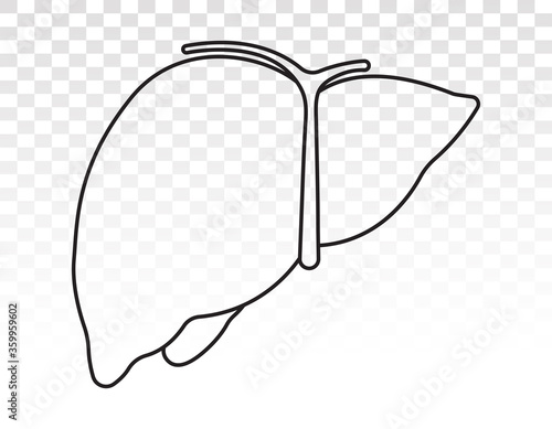 Human liver anatomy line art icon for apps and websites