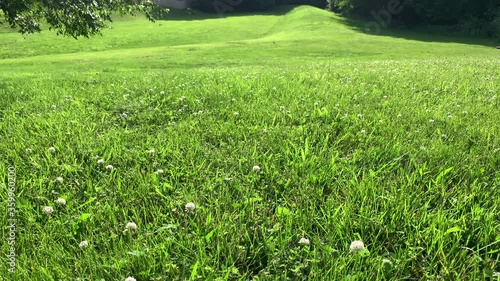 Grassy field on a summer day with a very gentle breeze