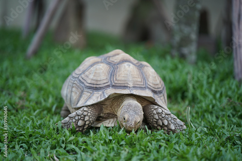 Centrochelys sulcata