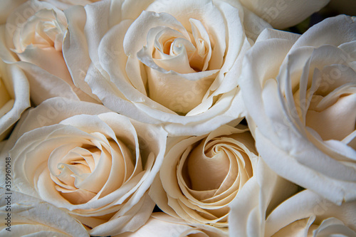white rose petals,  flowers, beauty, nature, background, fresh, floral, bouquet, love, blossom, plant, 