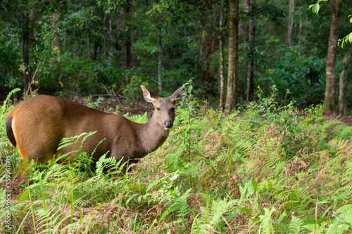 Selective focus Wild deer in forest,Brown deer,Wildlife is living near trees.