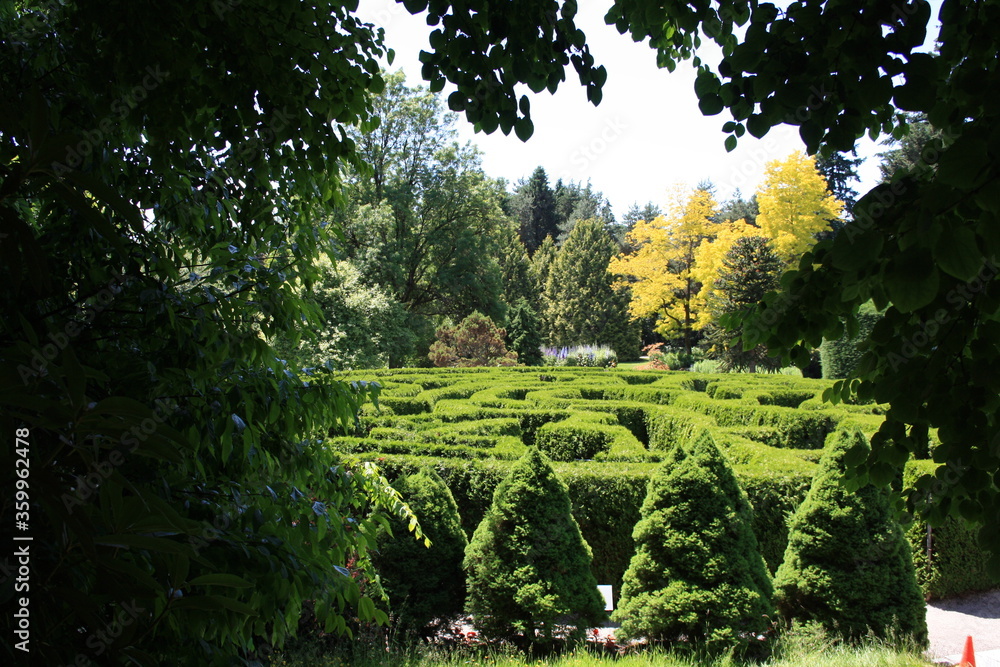 outdoor cedar hedge maze