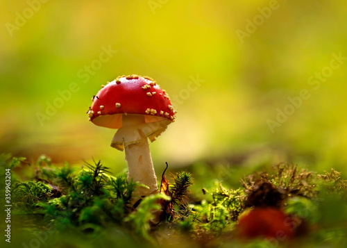 Close-up of fly agaric (Amanita muscaria) mushroom growing in forest photo
