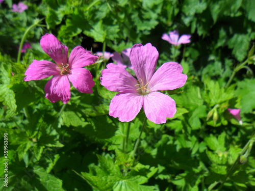 Pink flower close up