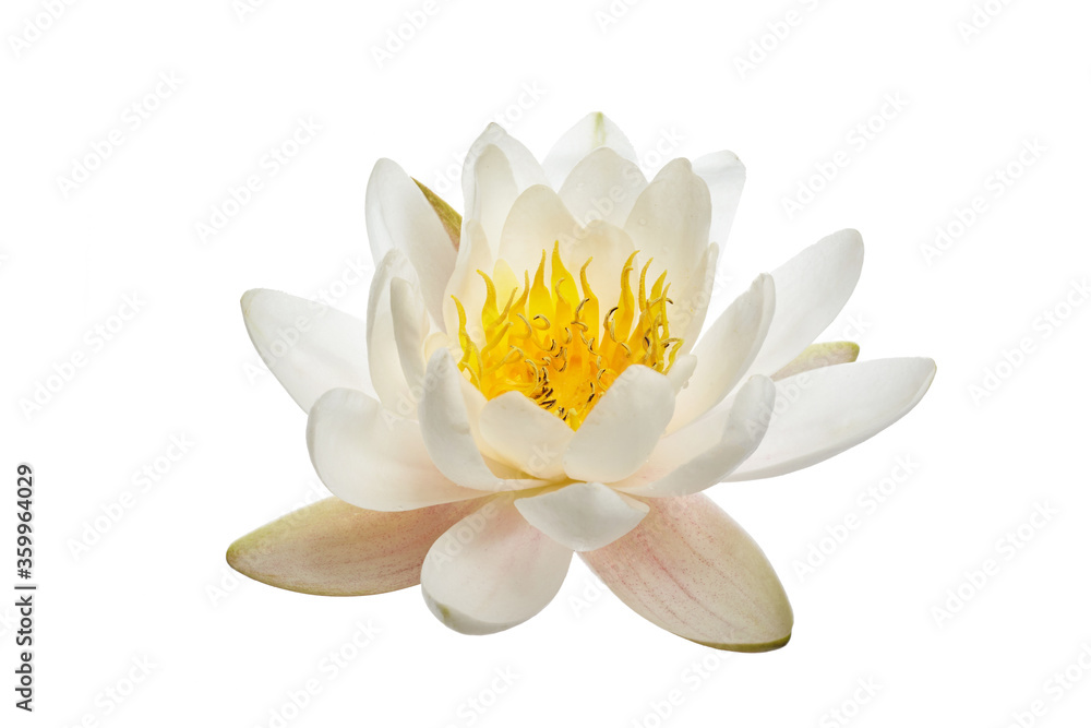 White water lily or lotus isolated on white background White water lily or lotus isolated on white background