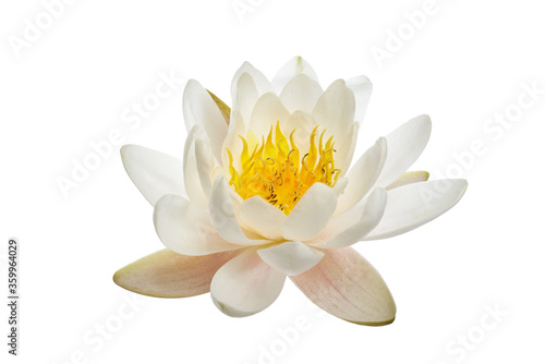 White water lily or lotus isolated on white background