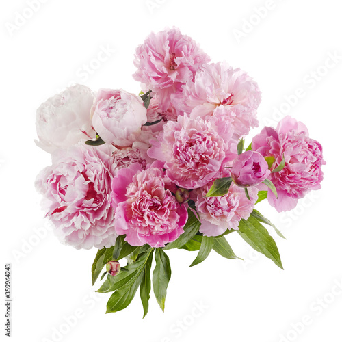 Beautiful pink peonies branch isolated on white background. Pink floral background.