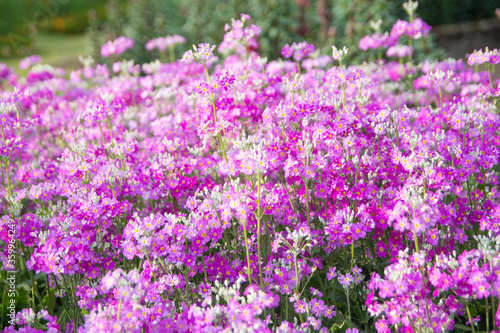 Shallow depth of field flower in garden