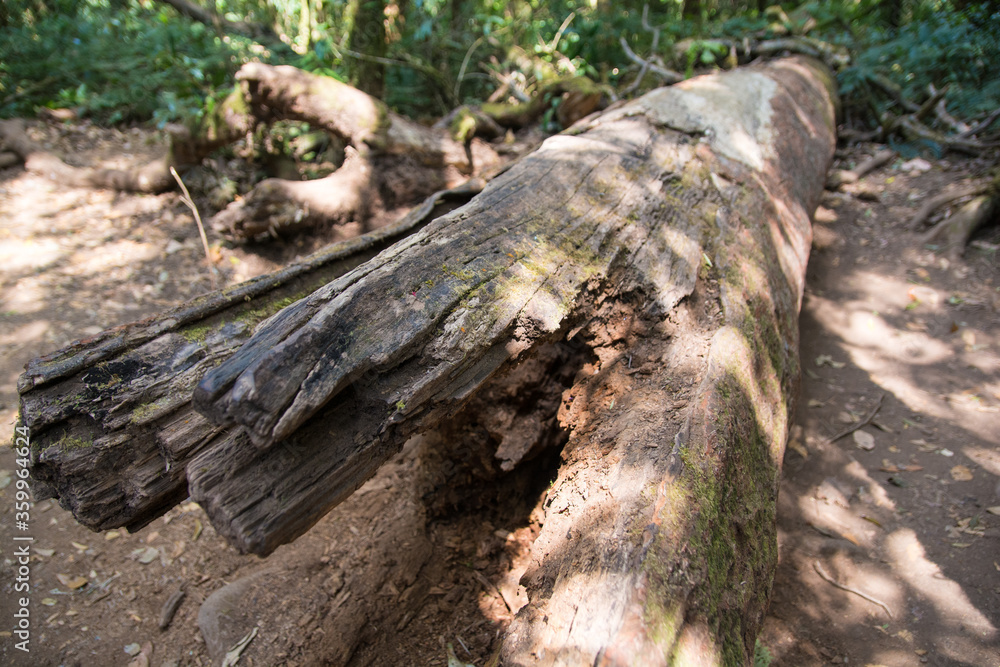 Decaying tree trunk lays on the ground Decaying tree trunk lays on the ground