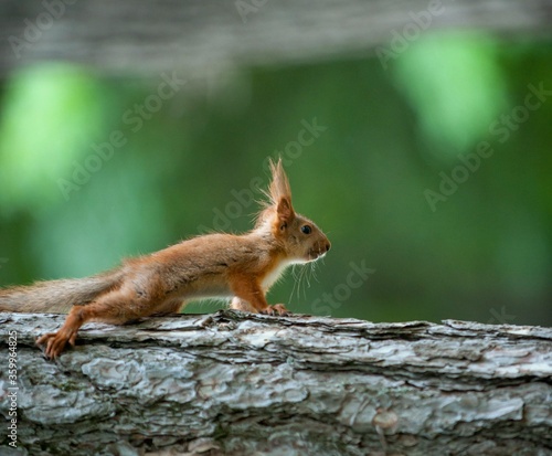 red squirrel on a tree © flame4hell