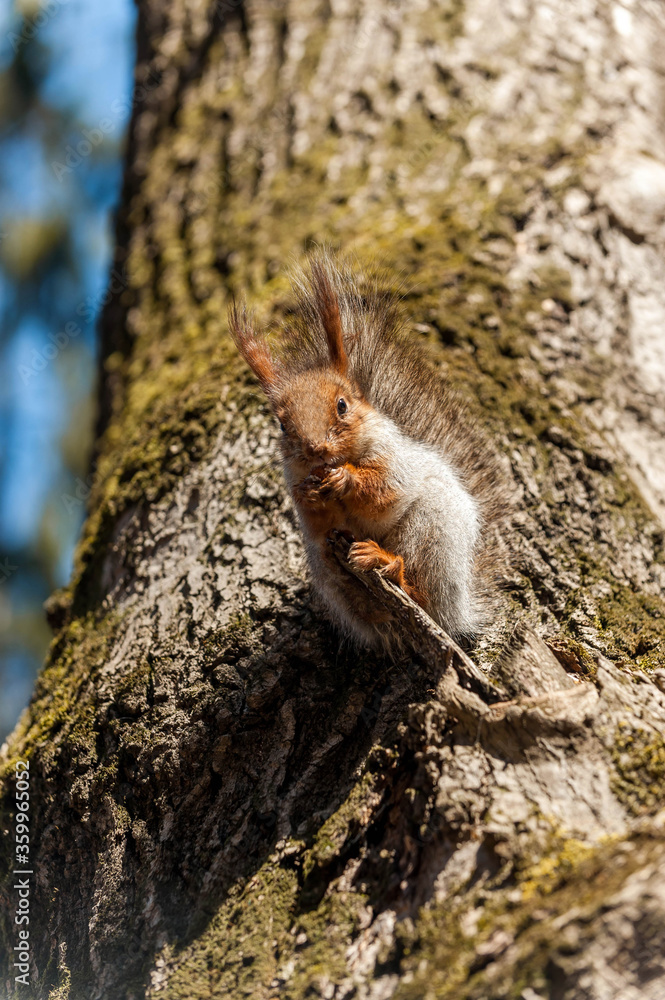 squirrel on a tree squirrel on a tree