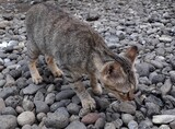 Gray cats walk on the rocks in the afternoon.
