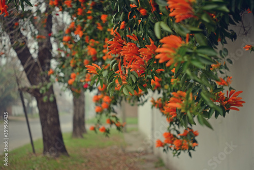 Autumn landscape with fog  creeper of orange flowers with heart shaped bokeh