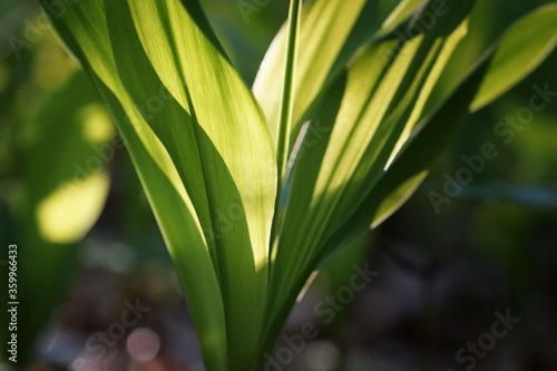 Spring forest floor  lily of the valley illuminated from behind  close-up on leaves  fuzzy background  copy space 