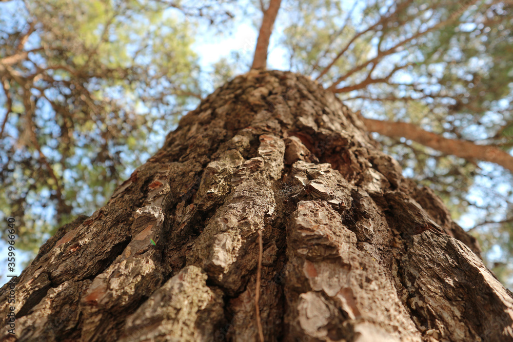 Beautiful, cracked tree bark of old, tall dalmatian pine tree, authentic at croatian side of Adriatic coast