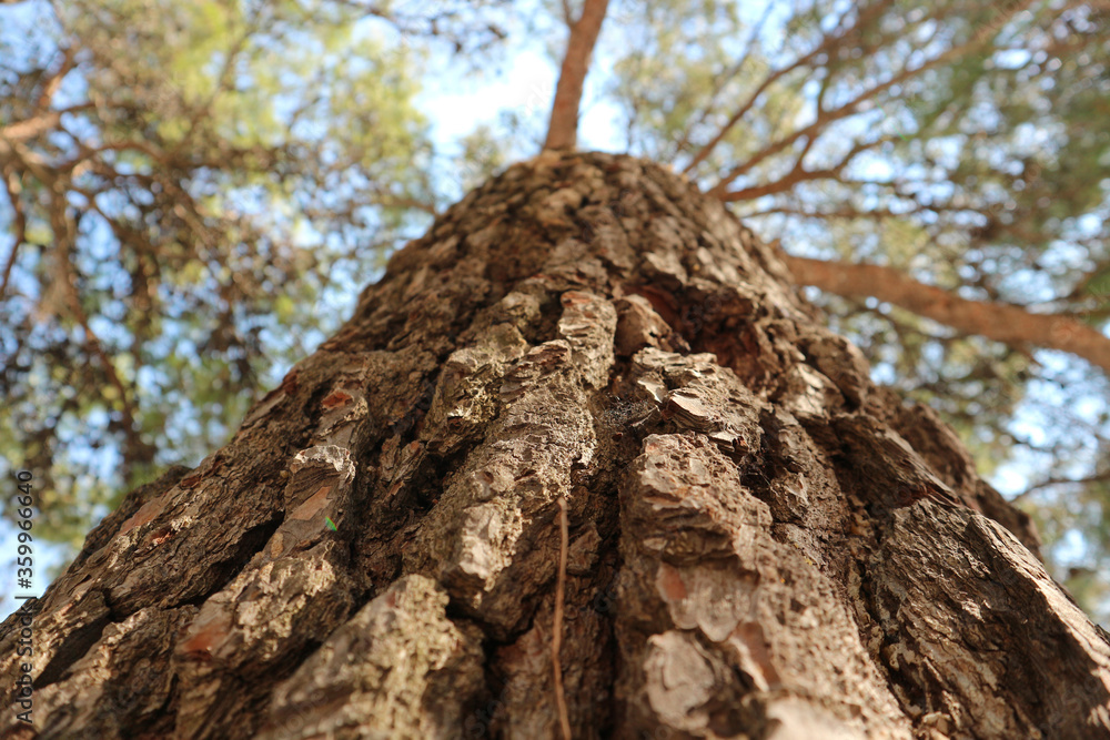 Beautiful, cracked tree bark of old, tall dalmatian pine tree, authentic at croatian side of Adriatic coast Beautiful, cracked tree bark of old, tall dalmatian pine tree, authentic at croatian side of Adriatic coast