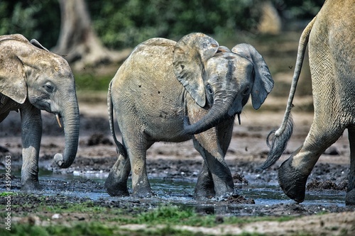 Central African Republic, Forest elephant calves (Loxodonta cyclotis) at Dzanga Bai sandy salt lick photo