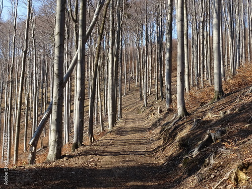 Fototapeta Naklejka Na Ścianę i Meble -  forest trees