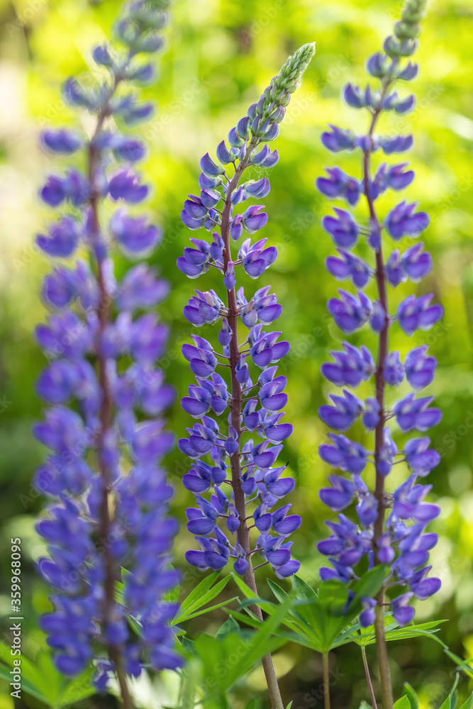 Obraz premium The blossom of lupin in the field in Russia