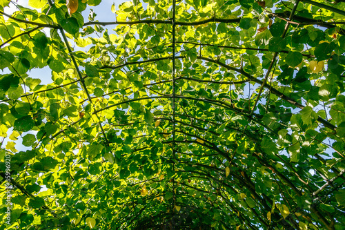 Garden arch and pergola covered with climbing plants Kensington gardens, London