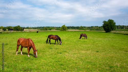 Pferde und Fohlen auf einer Farm in Berlin