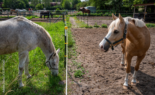 Pferde und Fohlen auf einer Farm in Berlin