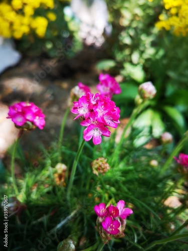 flowers in the garden