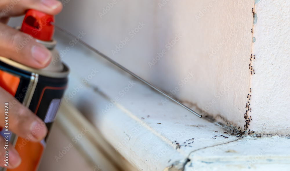 Ant Injection Ants that are about to be injected with insecticides Stock Photo ...