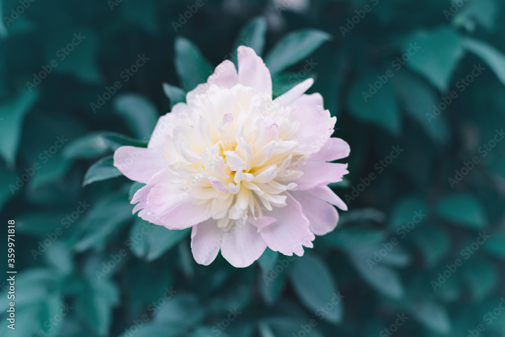 Beautiful light pink peony flower on green background. Pretty artistic organic floral natural theme backdrop. Amazing seasonal summer outdoors wallpaper.