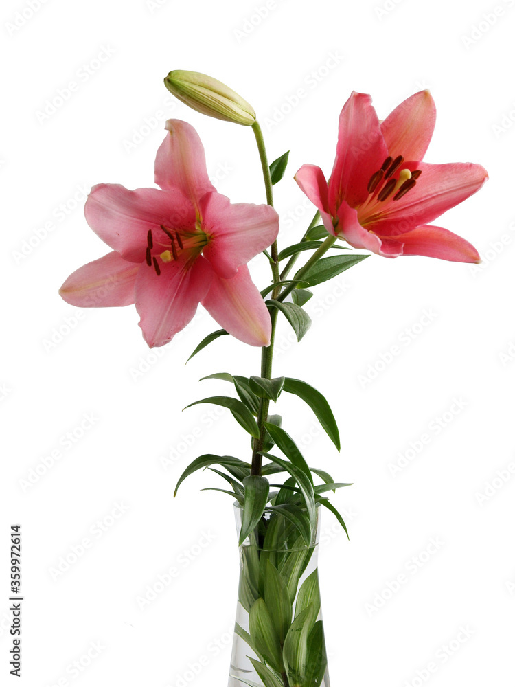 pink lily with brown pollen close up pink lily with brown pollen close up
