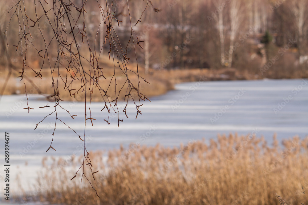 birch buds on the background of a frozen river