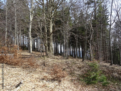Fototapeta Naklejka Na Ścianę i Meble -  forest trees