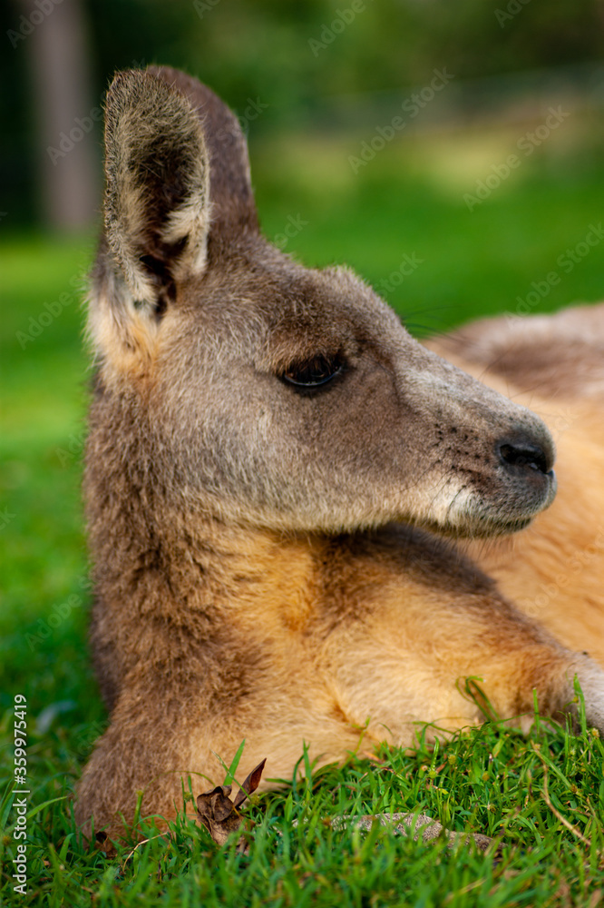 Kangaroo Relaxing