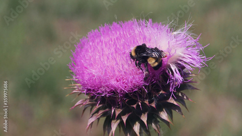Bumblebee pollinating a purple musk thistle.