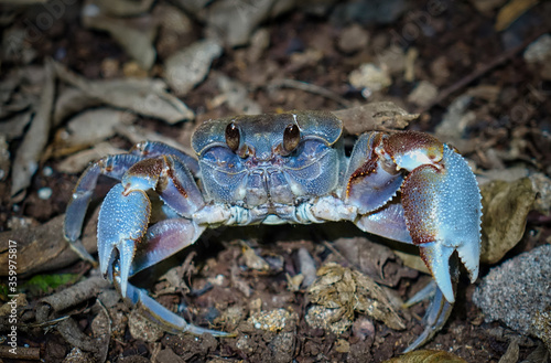 Crabe terrestre des Seychelles en position défensive