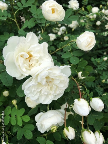 Beautiful bush with white roses on the street 