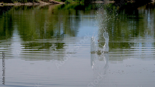 Splash from skipping rocks in a pond.