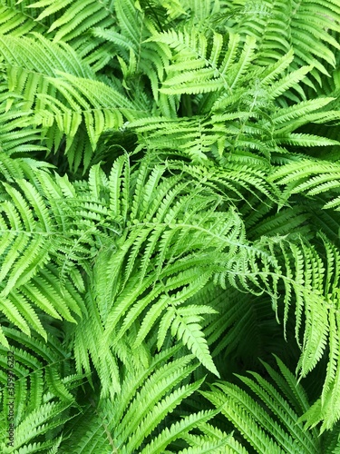 Beautiful green fern in the summer garden