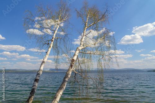 Birch and water © Владимир Субботин