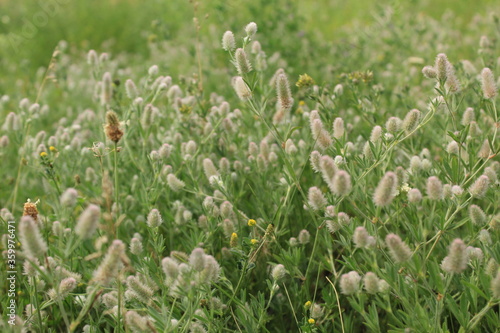 field of flowers