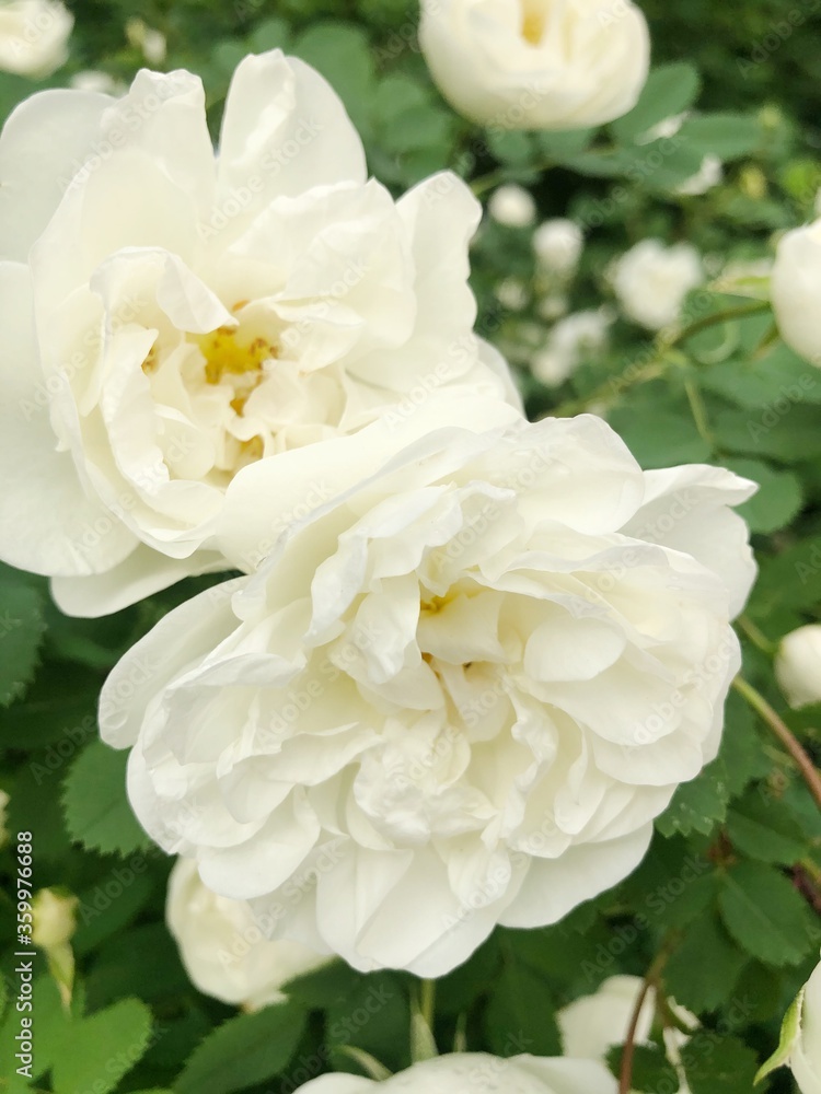 Beautiful bush with white roses on the street Beautiful bush with white roses on the street